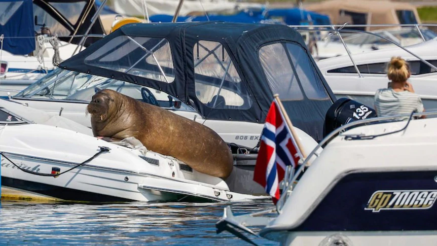 Norway’s Prime Minister says killing of superstar walrus Freya was ‘the best determination”