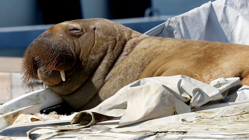 Norway may euthanase Freya, the movie star walrus that gained hearts in Oslo fjord