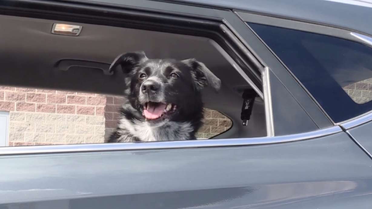 Salt Lake County Animal Providers encourages pet seat belts after crashes kill canine