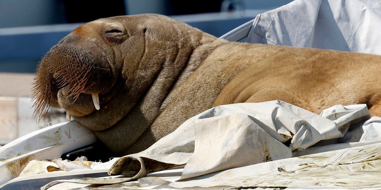 Fundraiser to honor Norway’s late celeb walrus Freya has raised ,000