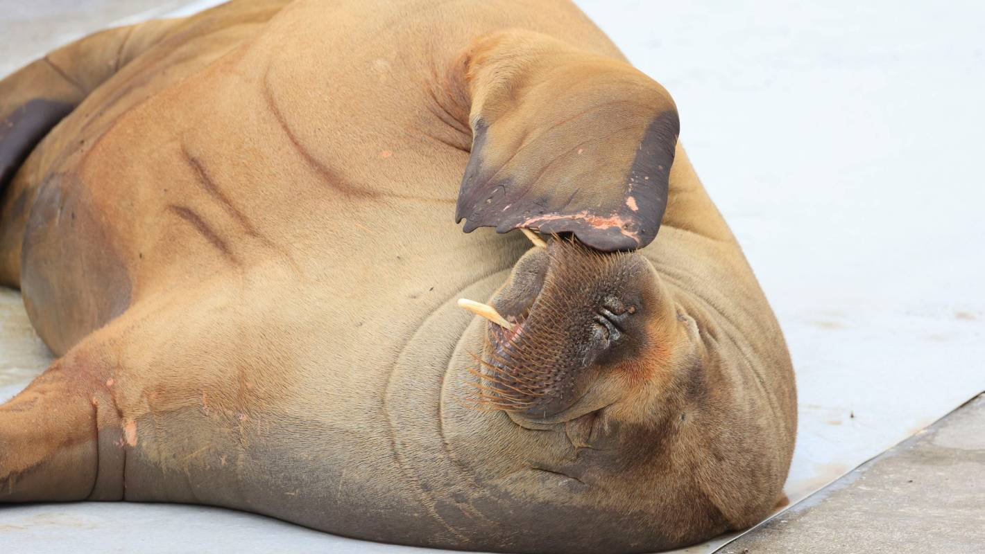 Freya the movie star walrus delighted crowds, then she was shot lifeless