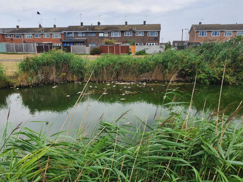 Canvey Lake ‘so poisonous’ folks informed to maintain pets away