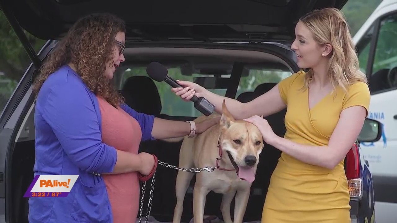 Subaru homeowners love their pets! – PAHomePage.com