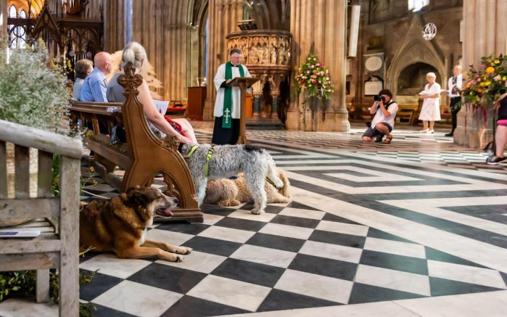 Cathedral pet blessing to characteristic on BBC’s Songs of Reward