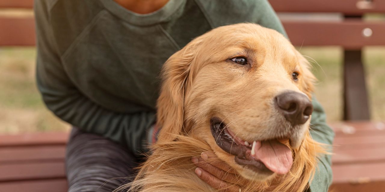 California invoice to permit vets to advocate hashish for pets heads to governor’s desk