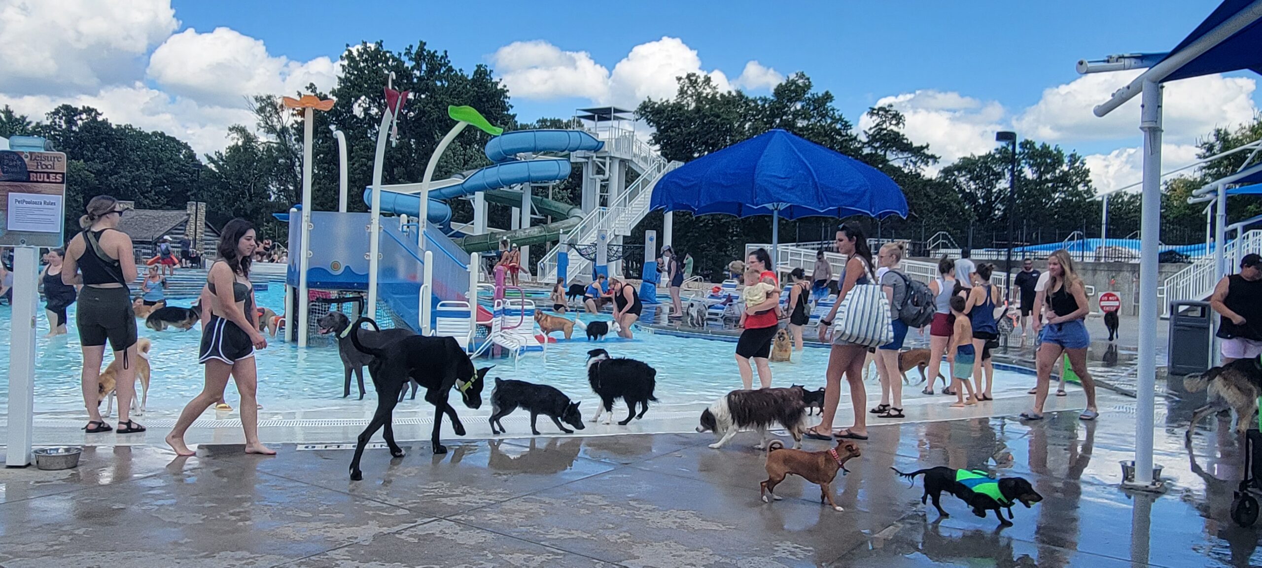 Pawsitively nice day at Metropolis Water Park for 2022 Pet Poolooza – Information Radio KMAN