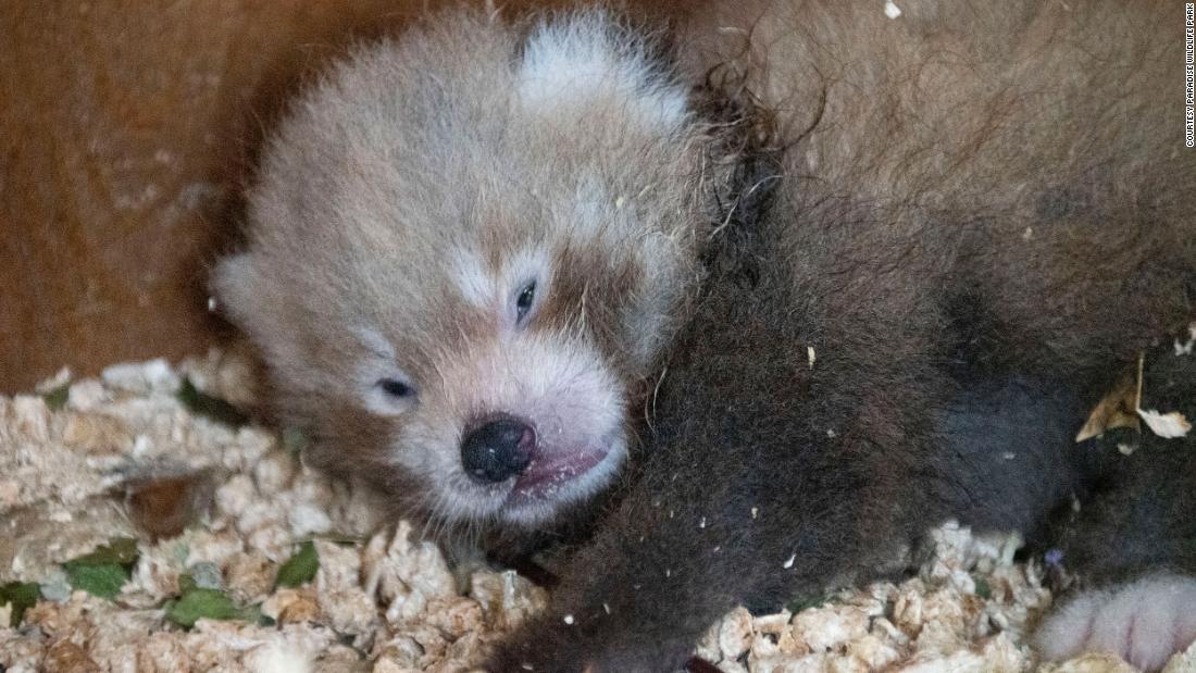 Cute and endangered crimson panda cub born at Hertfordshire zoo