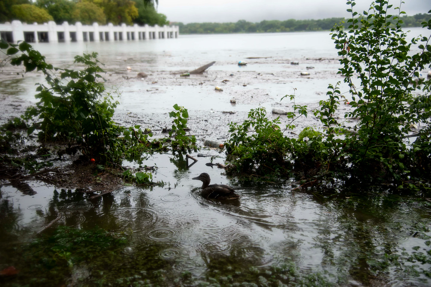 How local weather change is pushing climate whiplash to new extremes