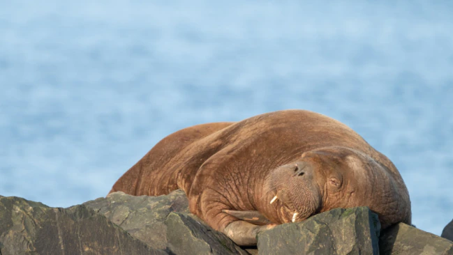 Norwegian authorities euthanase celeb walrus Freya for drawing too many crowds