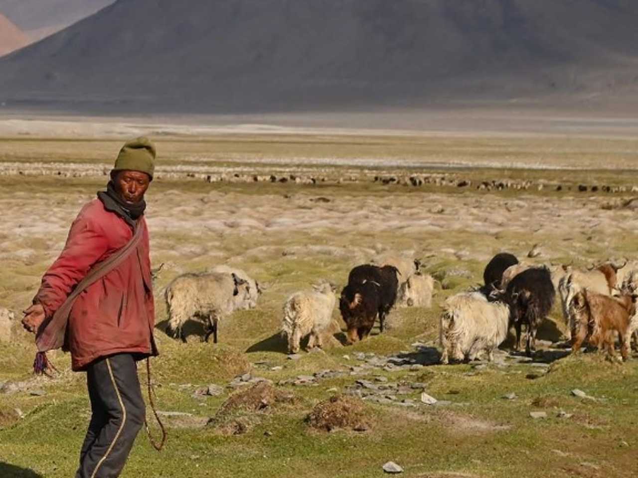 In Ladakh, the Changpas witness unprecedented way of life adjustments owing to local weather change, fashionable growth