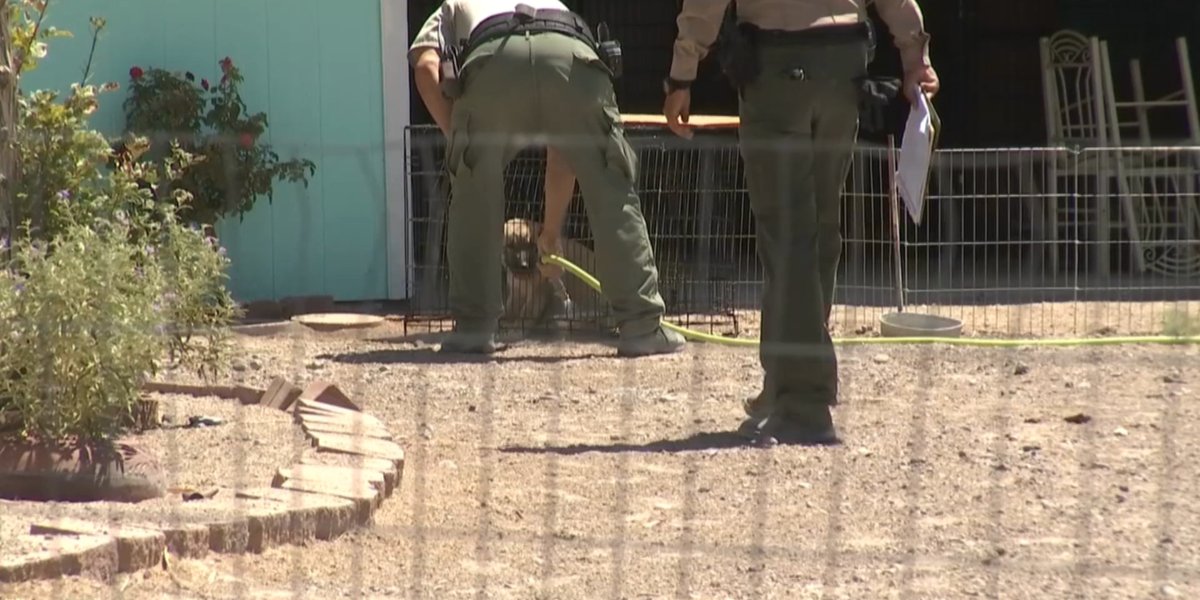 Canines discovered at Amargosa Valley house nonetheless being assessed, suspects to look in courtroom subsequent week