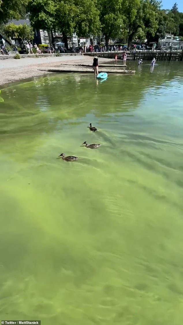 Prime ecologist warns that blue-green algae blooms in Windermere may hurt swimmers and pets