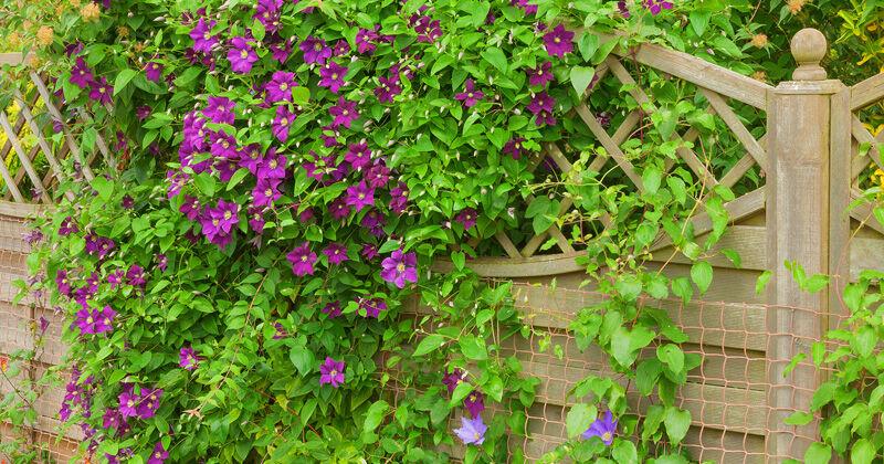 Gardening: Plants to place for privacy and beauty | Community