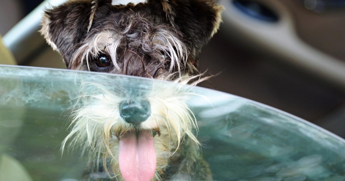 How to keep your pets cool in scorching heat | Lifestyle