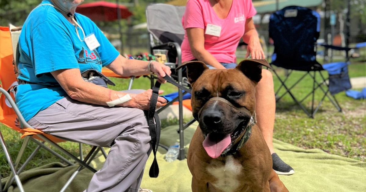 FOTAS: FOTAS volunteers work to search out shelter pets endlessly properties | Options