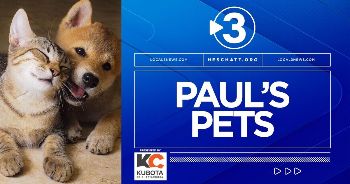 PAUL’S PETS: Meet ‘Miss Pickles’ | Native Information