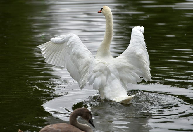 Swans, geese make residence at College Park pond