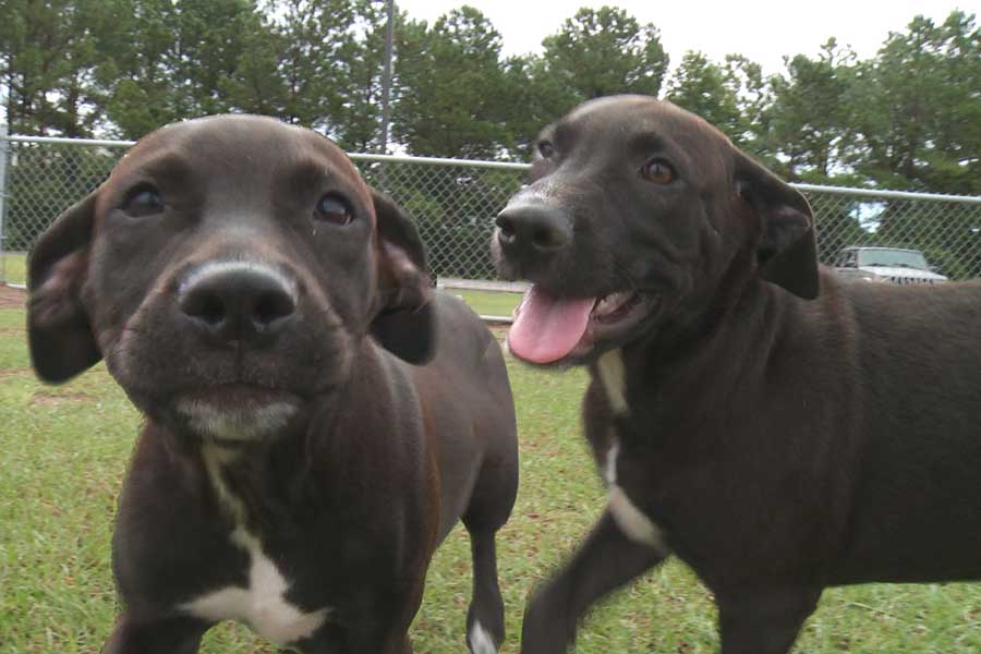 The Outer Banks Voice – Meet Boba and Yoda, OBX SPCA Pets of the Week