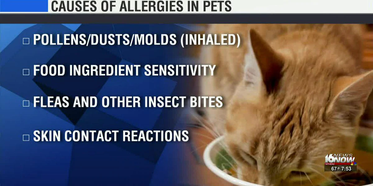 Pet Vet: Summer time Allergic reactions