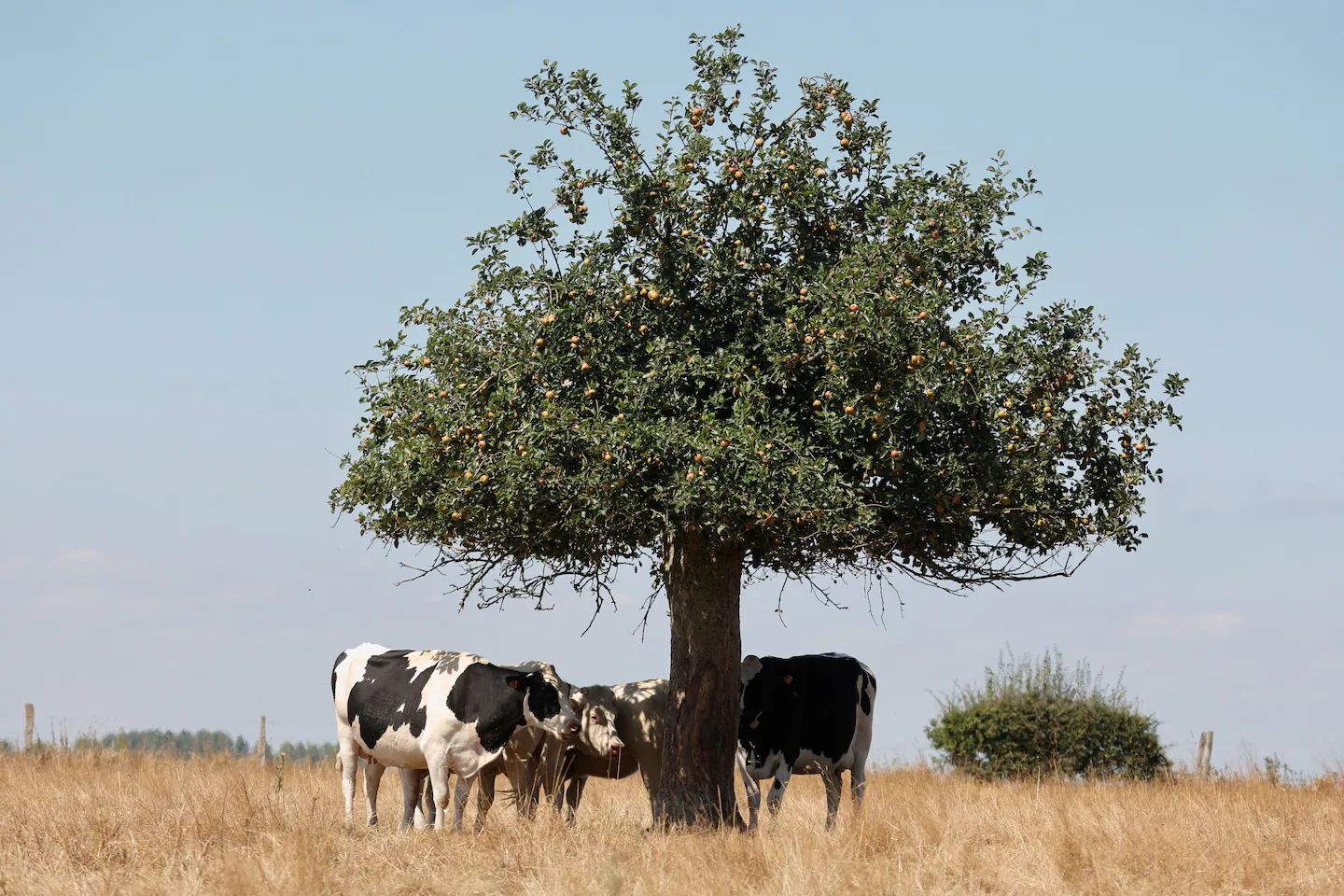 Warmth-stressed dairy cows have leaking guts