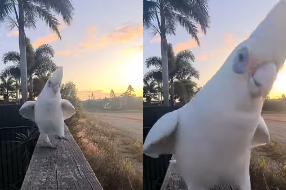 Parrot with mohawk ramp strolling with swag