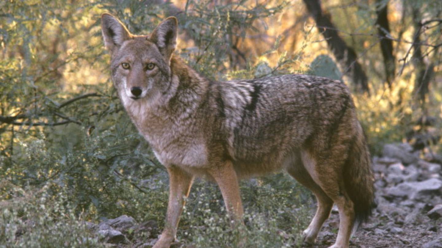 Coyote assaults on pets on the rise in MetroWest – Boston 25 Information