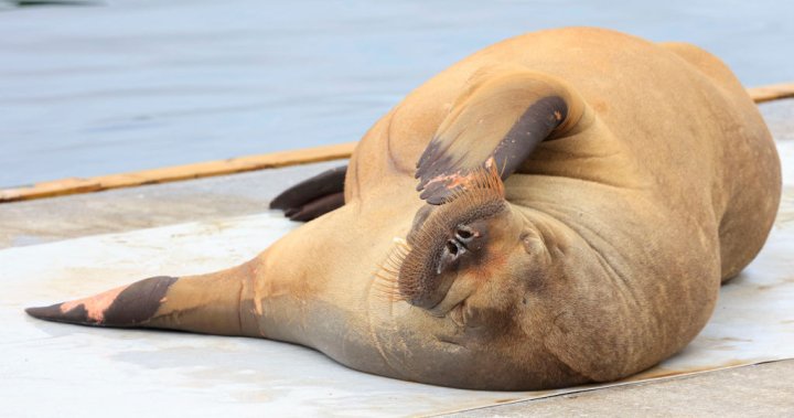 Norway euthanizes Freya, superstar walrus that captured hearts, drew crowds – Nationwide