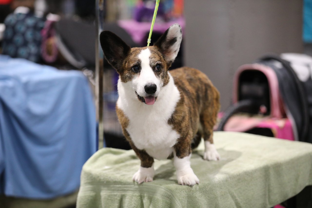 Topeka/Manhattan Kennel Golf equipment host canine present this weekend