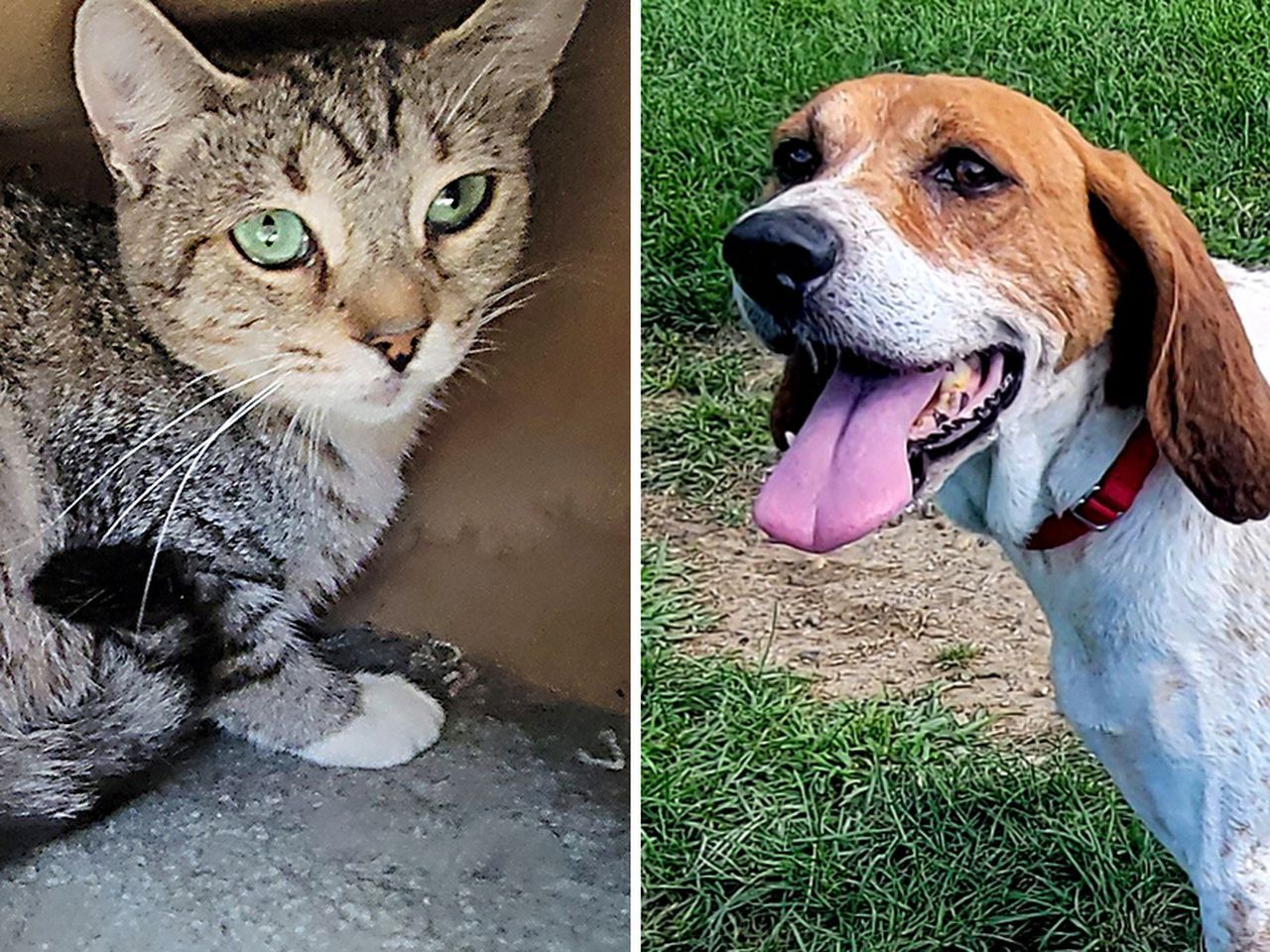 Pets of the Week: Alanis Meowisette will not be a singer. Wally is simple going