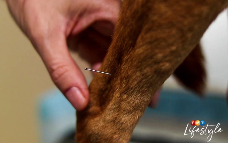 Beijing’s pet lovers flip to acupuncture for his or her furkids