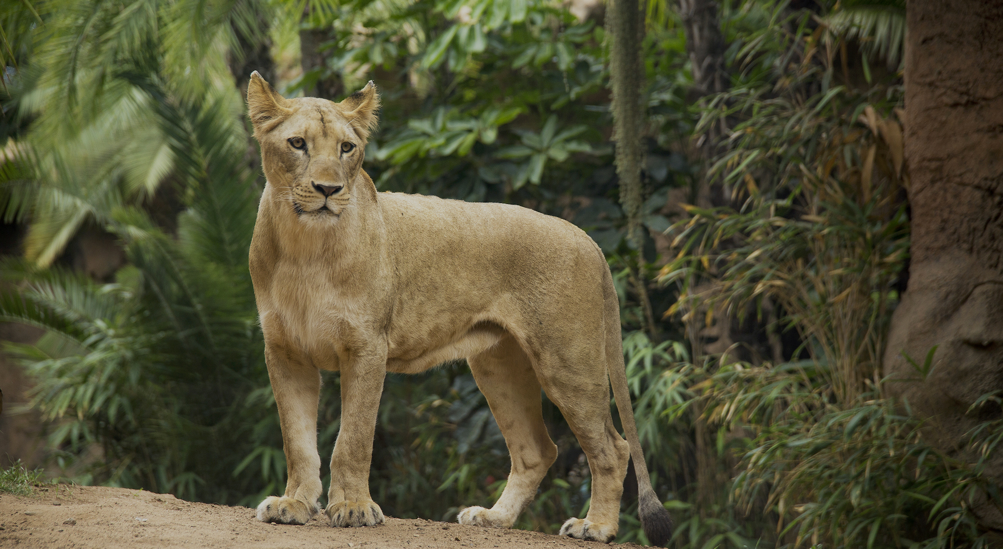 Loro Parque, Siam Park & Poema del Mar | Christoph Kiessling