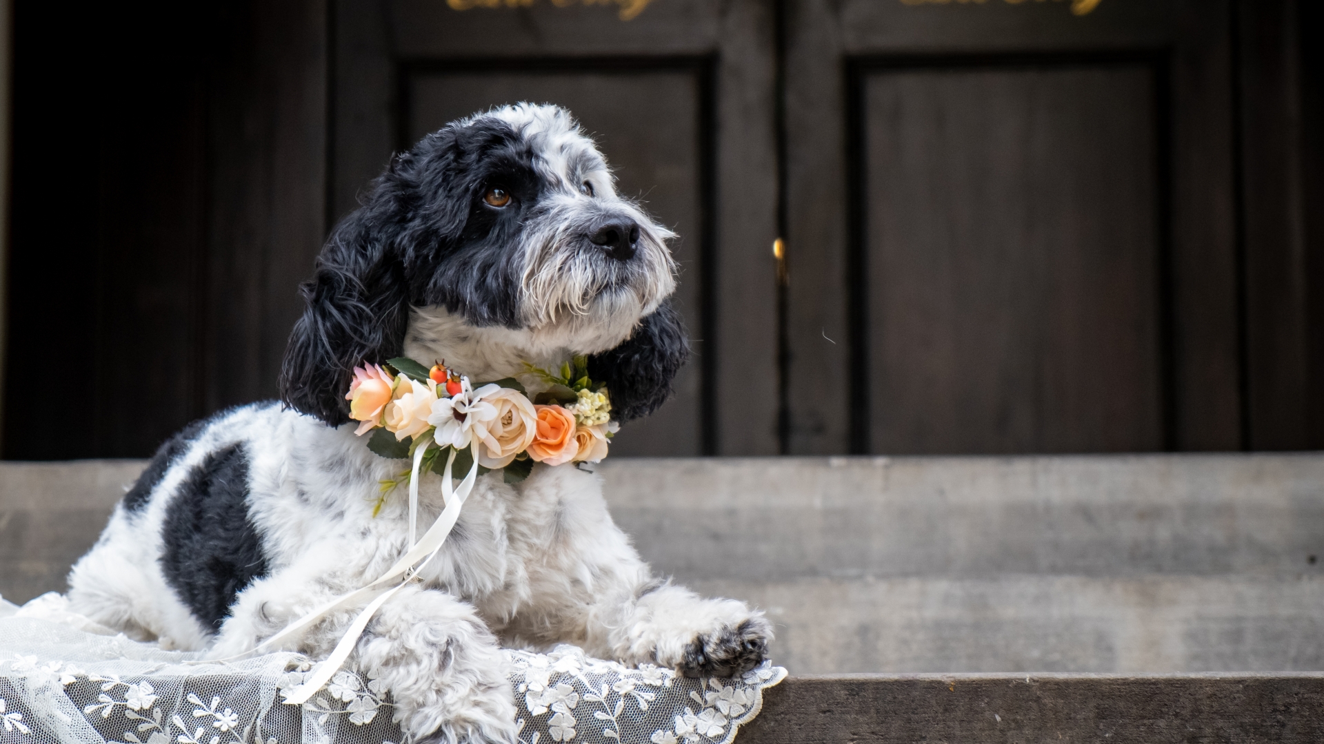 Canine house owners reveal they need their PETS of their marriage ceremony – from ringbearers to bridesmaids and even finest man