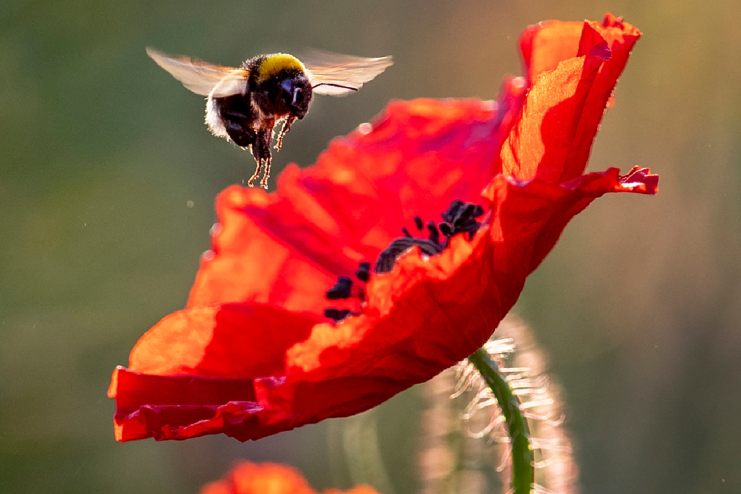 Local weather change might trigger bees to develop lopsided wings, scientists say