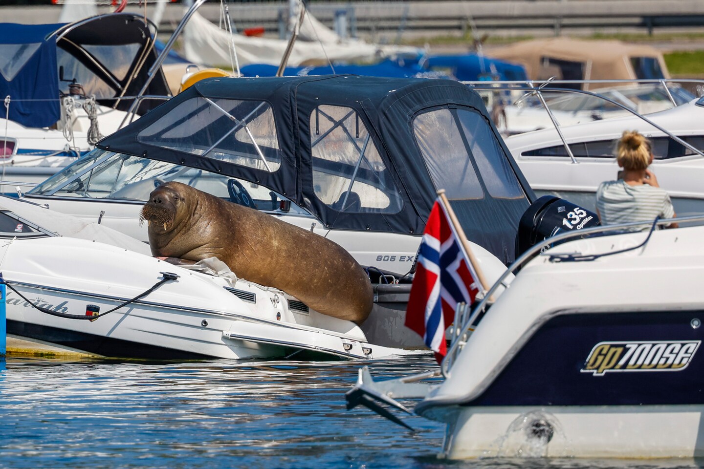 Freya the walrus euthanized after drawing crowds to Norway fjord