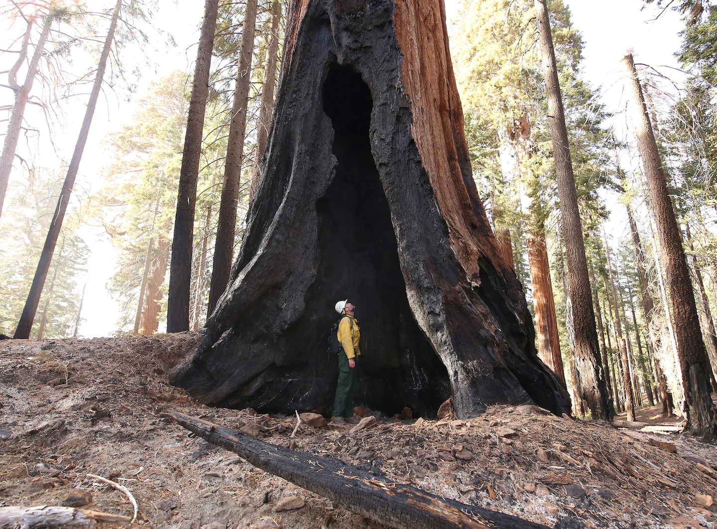 As much as 1 in 6 U.S. tree species threatened with extinction, research finds