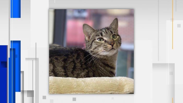 Ava might be a purrfect match in your house