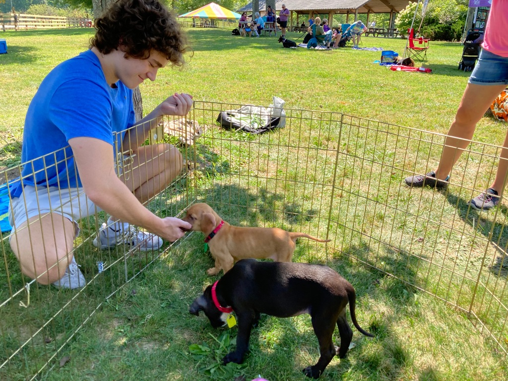 Lake Humane Society Mutt Strut brings canine lovers, pets collectively – Information-Herald