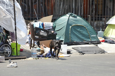 Pets living in vulnerable communities do not have access to medical care.  The ElleVet Project is working diligently to provide free veterinary care to these pets.