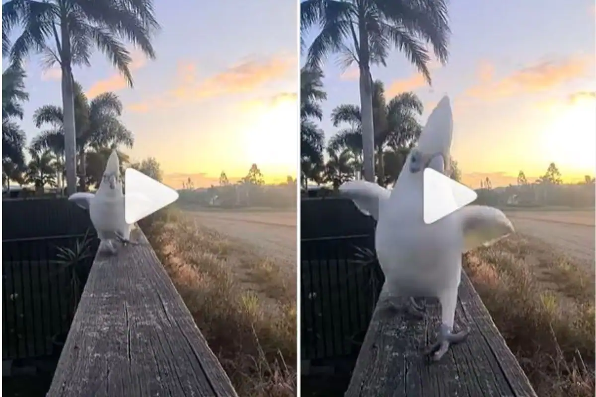 Comfortable Parrot With Mohawk Does Rampwalk With Swag, Viral Video Has 29 Million Views. Watch