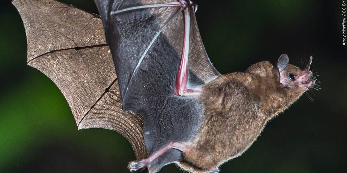 Rabid bat present in Lake County, well being officers say