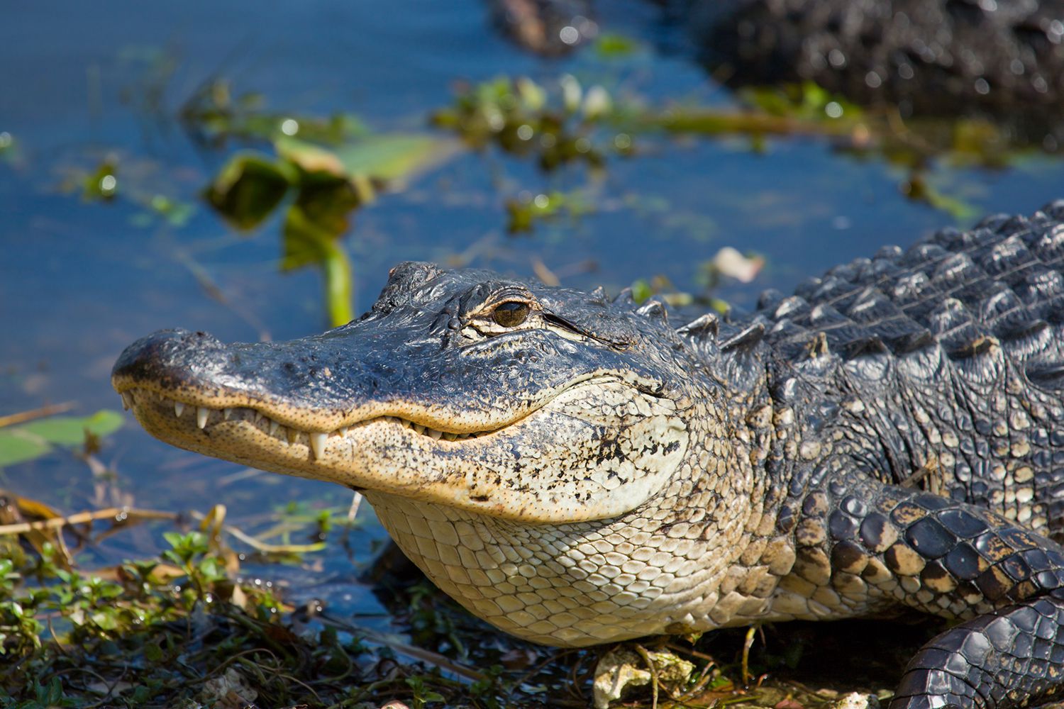 Wildlife Director Will get Hand Amputated After Alligator Assault