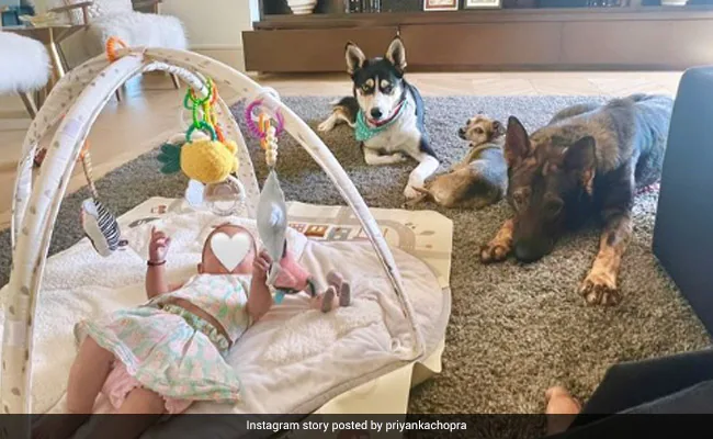 Priyanka Chopra Shared Glimpse Of Daughter Malti Marie With Pets