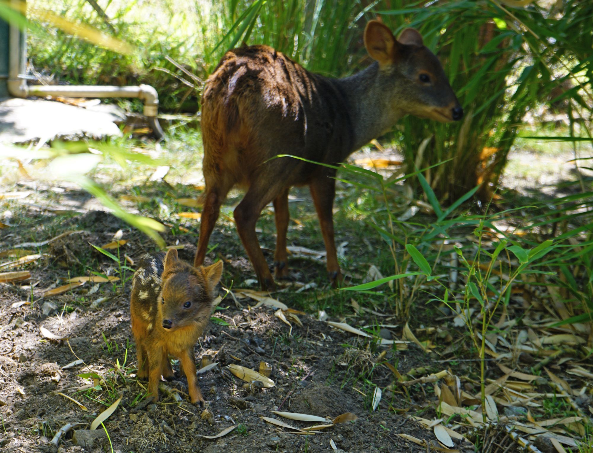 Child Southern Pudu Deer Born in Entrance of Company at Oakland Zoo