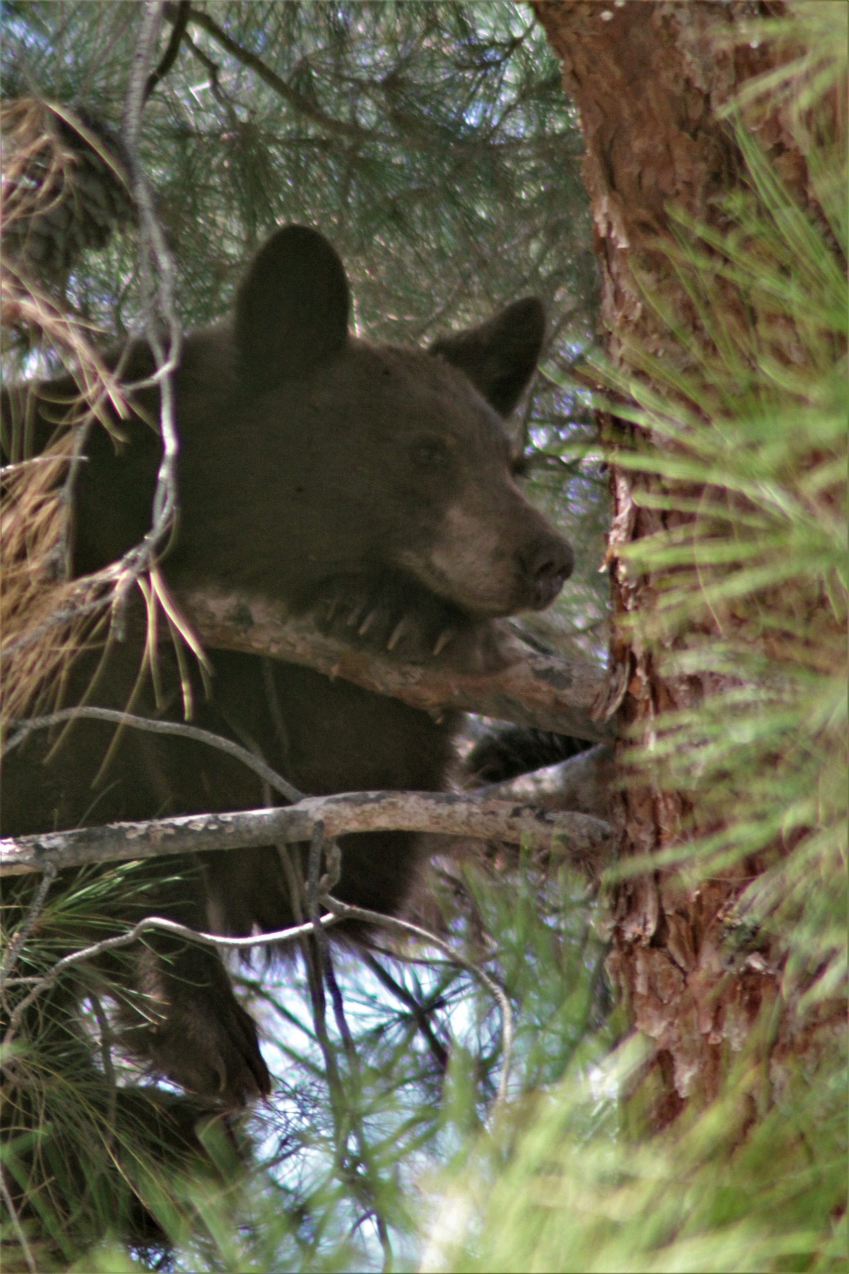 Bear cub visits Lake Isabella procuring plaza