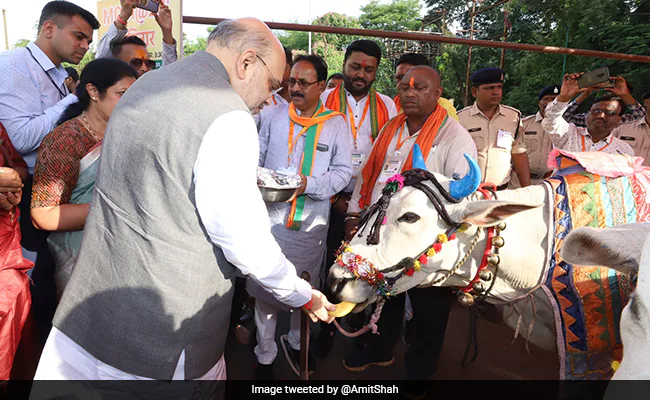 Home Minister Amit Shah Prays To Bullocks On Chhattisgarh’s Pola Festival