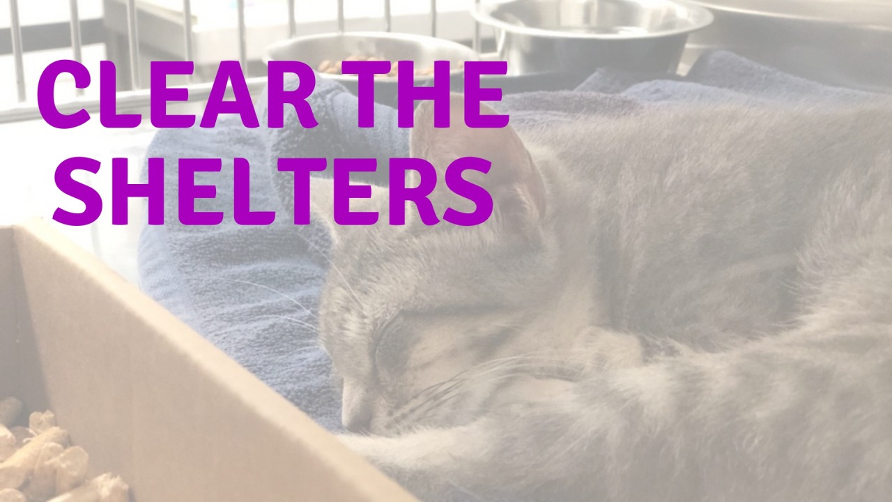 Austin Pets Alive! adoption fees waived at Clear the Shelters August 27 and 28