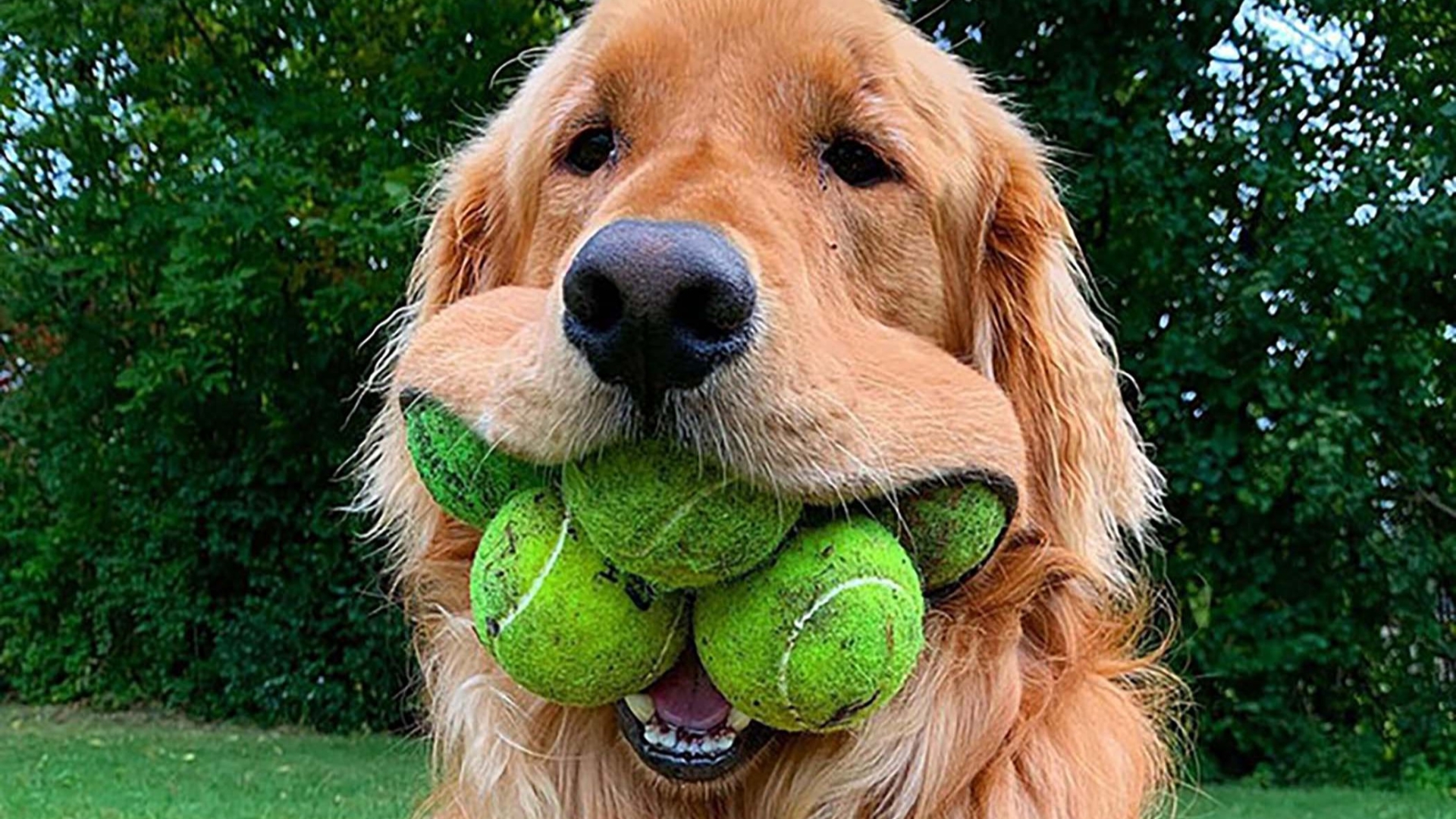 Canine homeowners share hilarious snaps of their ballsy pets biting off greater than they will chew… – The Irish Solar