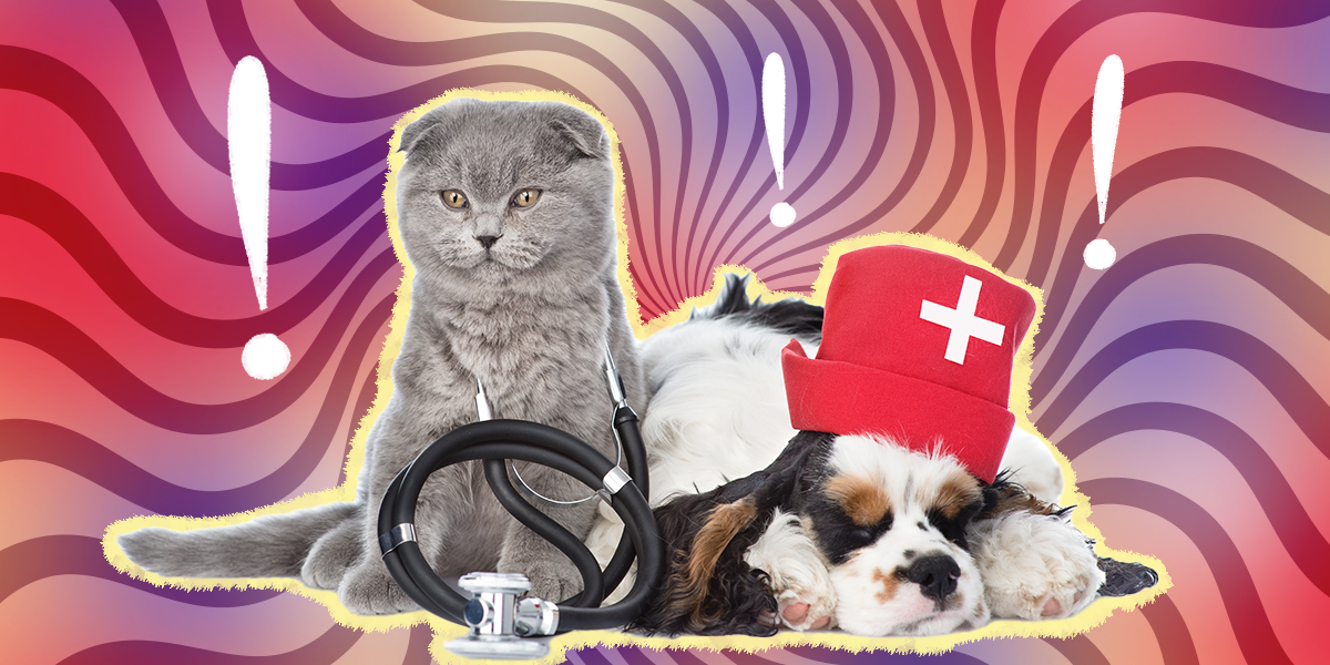 10 Occasions You Ought to Take Your Pet Proper To The Emergency Room, In accordance To An ER Vet – DodoWell