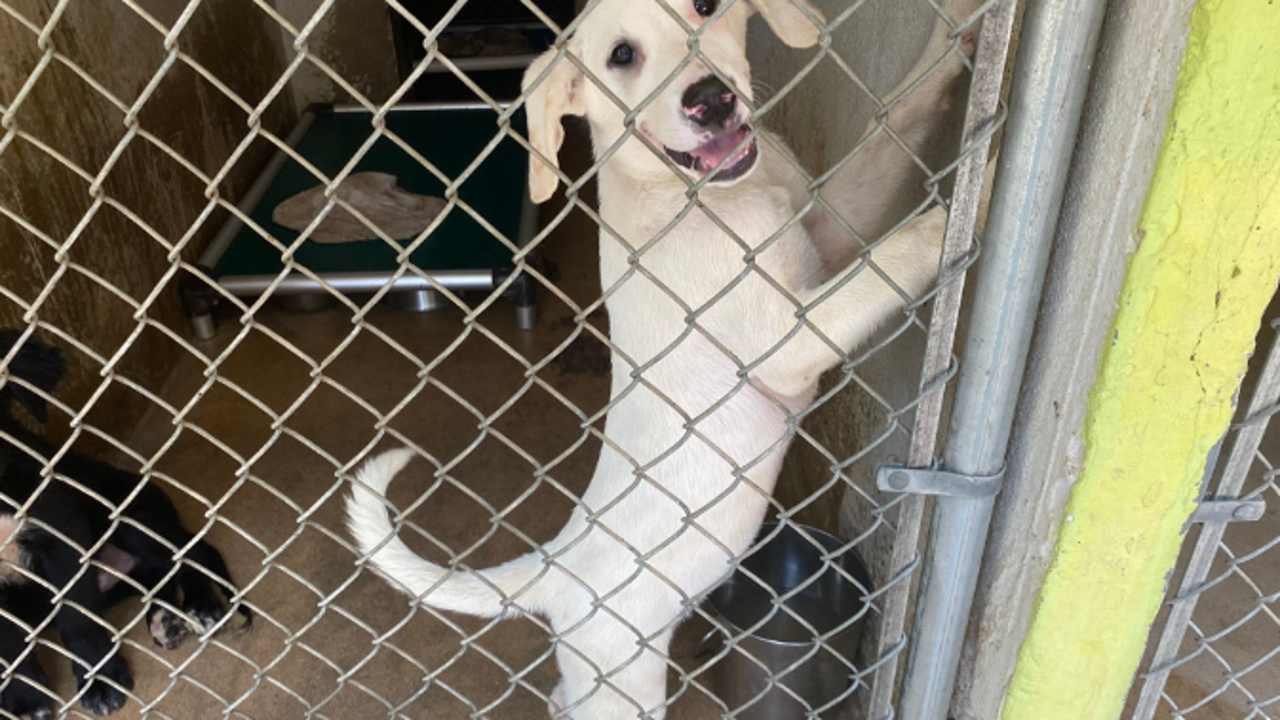 Austin Pets Alive! takes in 19 puppies after moms die as a consequence of warmth