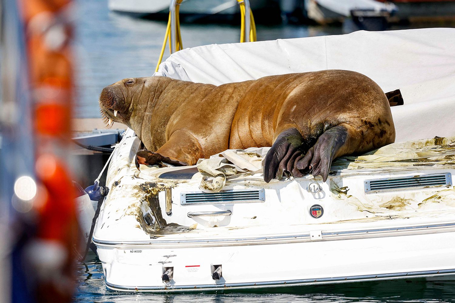 Freya the Walrus Euthanized by Norway Over Public Security Fears